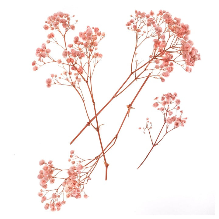 Gypsophila rosa chiaro - 4 steli, 20 cm