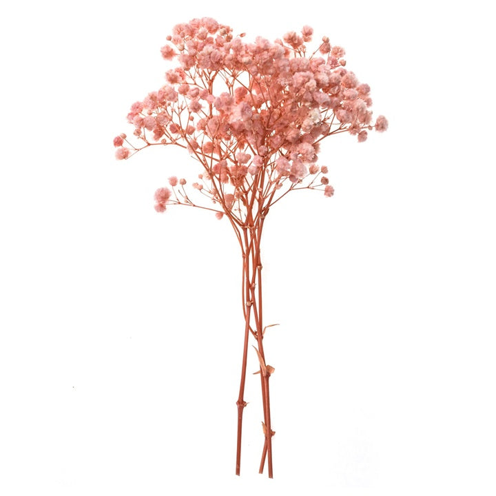 Gypsophila rosa chiaro - 4 steli, 20 cm
