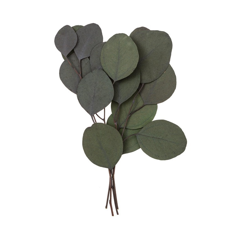 Eucalipto Populus stabilizzato - Verde / 4 steli, 20 cm