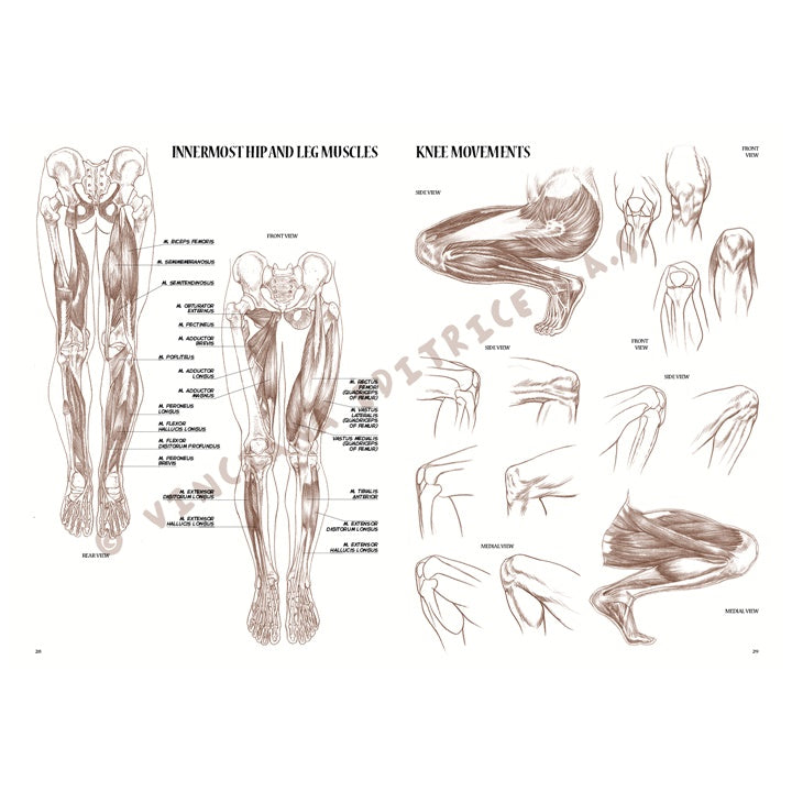 Collezione Leonardo 04 Anatomia