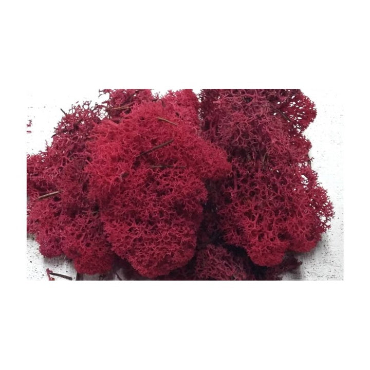 Lichene islandese 500g | scegli il colore