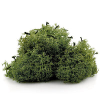 Muschio decorativo islandese 12 g | colori diversi