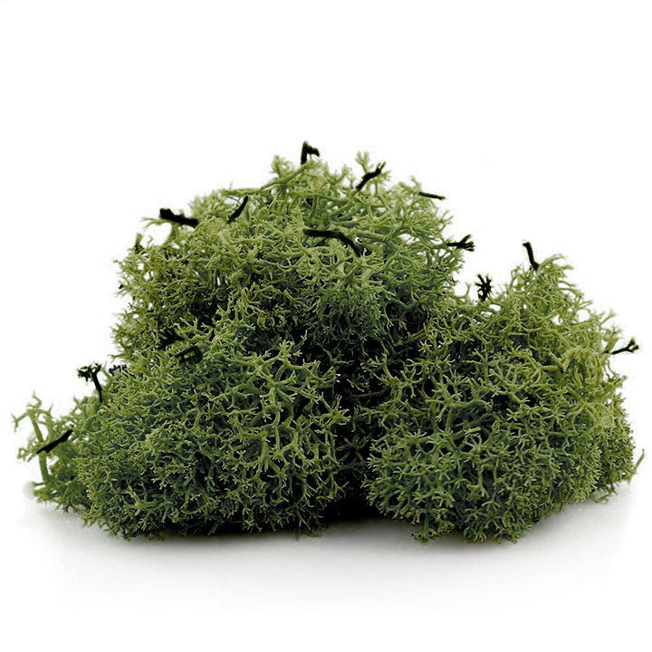 Muschio decorativo islandese 12 g | colori diversi