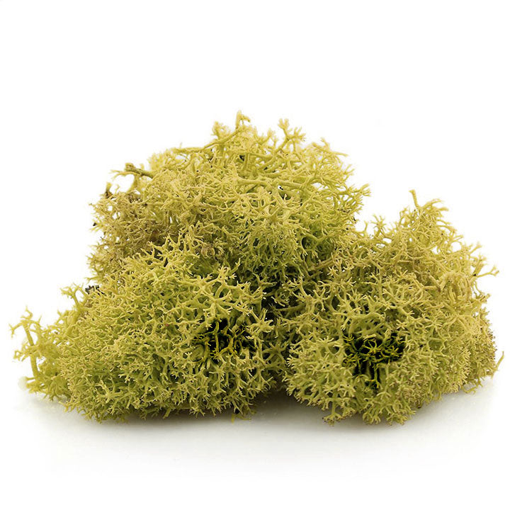 Muschio decorativo islandese 12 g | colori diversi