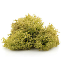 Muschio decorativo islandese 12 g | colori diversi