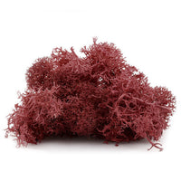 Muschio decorativo islandese 12 g | colori diversi