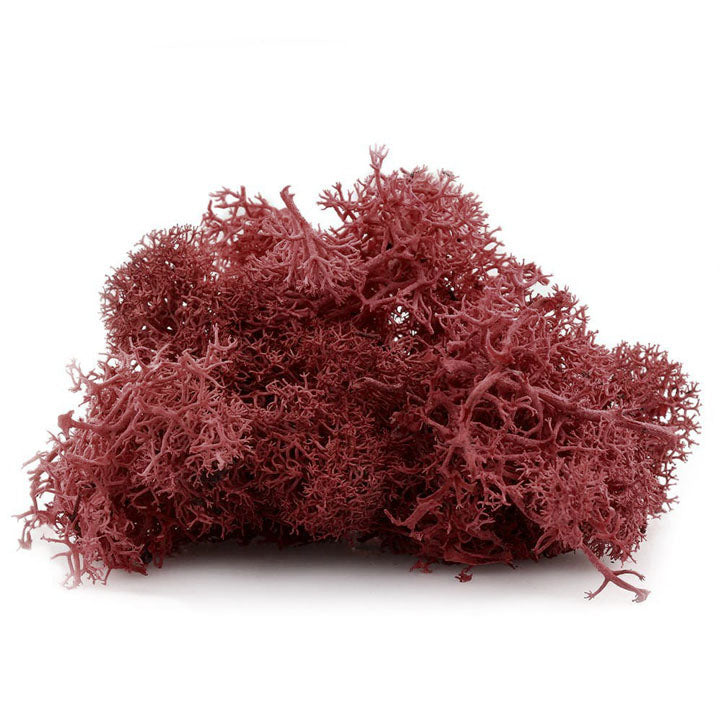 Muschio decorativo islandese 12 g | colori diversi