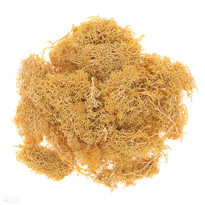 Muschio di renna naturale 30 g | scegli un colore